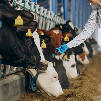 Soins animaux de ferme